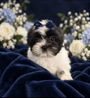 Nicky, a male Shih Tzu and Yorkshire Terrier for sale in Enid, MS – 4 of 5