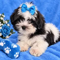 Sam , a male Shih Tzu and Yorkshire Terrier for sale in Enid, MS – 2 of 7