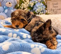 Teddy, a male Yorkshire Terrier for sale in Enid, MS – 2 of 5