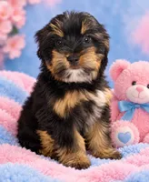 Roxie, a female Yorkshire Terrier for sale in Enid, MS – 6 of 6