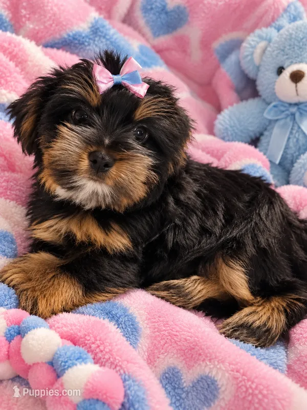 Roxie – Yorkshire Terrier puppy for sale in Enid, MS