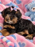 Roxie, a female Yorkshire Terrier for sale in Enid, MS – 1 of 6
