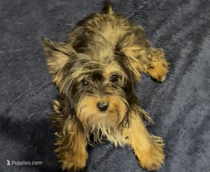 Ruby baby girl – Yorkshire Terrier puppy for sale in Enid, MS