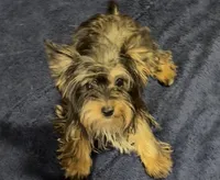 Ruby baby girl, a female Yorkshire Terrier for sale in Enid, MS – 3 of 7