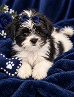 Nicky, a male Shih Tzu and Yorkshire Terrier for sale in Enid, MS – 3 of 5