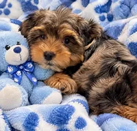 Teddy, a male Yorkshire Terrier for sale in Enid, MS – 4 of 5