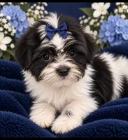 Nicky, a male Shih Tzu and Yorkshire Terrier for sale in Enid, MS – 1 of 5