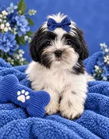 Sam , a male Shih Tzu and Yorkshire Terrier for sale in Enid, MS – 4 of 7