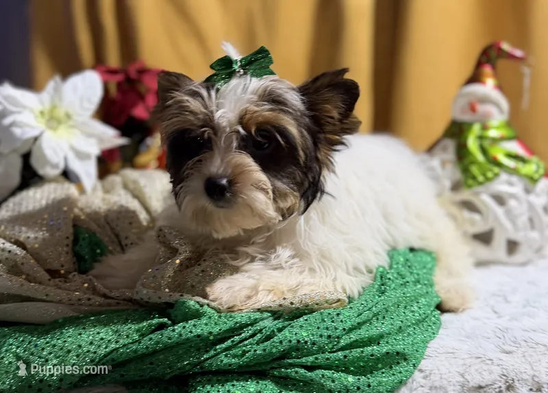 Sweet baby – Yorkshire Terrier puppy for sale in Enid, MS