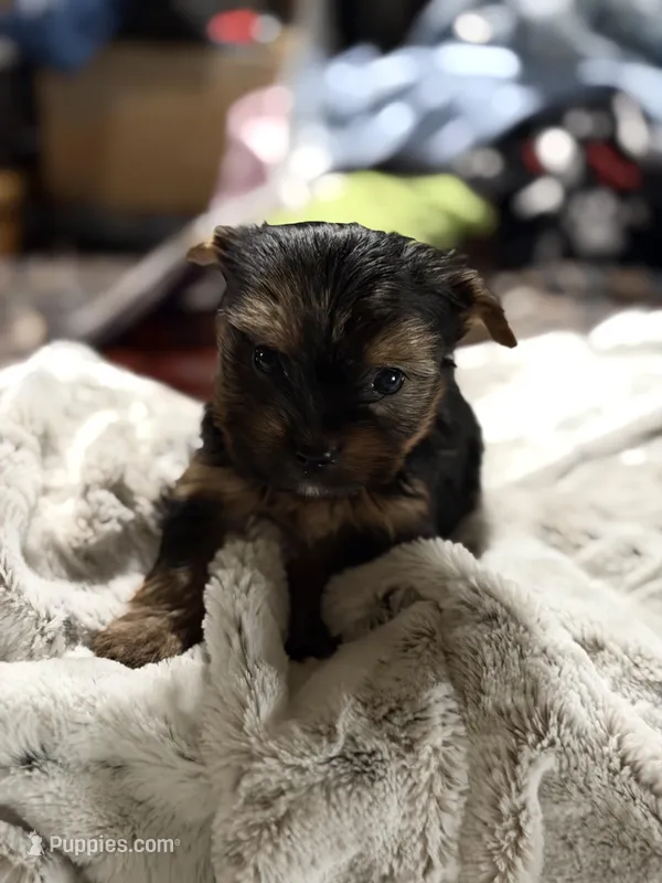Ruby sweet boy – Yorkshire Terrier puppy for sale in Enid, MS