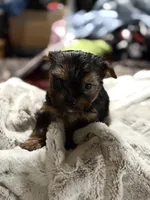 Ruby sweet boy, a  Yorkshire Terrier for sale in Enid, MS – Photo 1 of 6