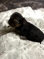 Ruby sweet boy, a  Yorkshire Terrier for sale in Enid, MS – Photo 5 of 6