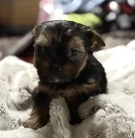 Ruby sweet boy, a  Yorkshire Terrier for sale in Enid, MS – Photo 2 of 6
