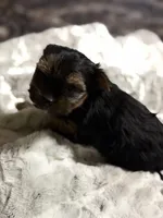 Ruby sweet boy, a  Yorkshire Terrier for sale in Enid, MS – Photo 3 of 6