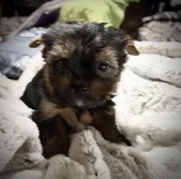 Ruby sweet boy, a  Yorkshire Terrier for sale in Enid, MS – Photo 4 of 6