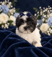 Nicky, a male Shih Tzu and Yorkshire Terrier for sale in Enid, MS – 2 of 5