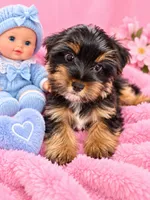 Roxie, a female Yorkshire Terrier for sale in Enid, MS – 5 of 6