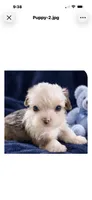Bentley, a male Yorkshire Terrier for sale in Enid, MS – 7 of 7