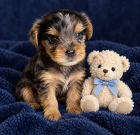 Amy, a female Yorkshire Terrier for sale in Enid, MS – 3 of 8