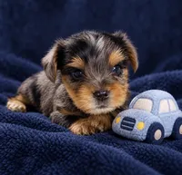 Amy, a female Yorkshire Terrier for sale in Enid, MS – 7 of 8