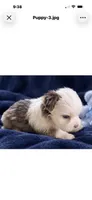 Bentley, a male Yorkshire Terrier for sale in Enid, MS – 2 of 7