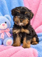 Roxie, a female Yorkshire Terrier for sale in Enid, MS – 3 of 6