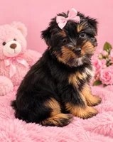 Roxie, a female Yorkshire Terrier for sale in Enid, MS – 4 of 6