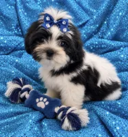 Sam , a male Shih Tzu and Yorkshire Terrier for sale in Enid, MS – 5 of 7