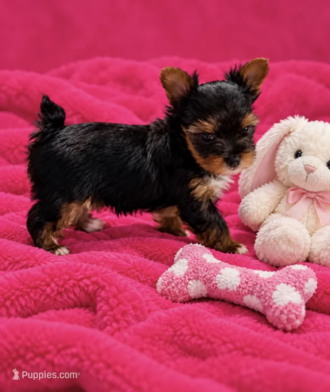 Lilly – Yorkshire Terrier puppy for sale in Enid, MS
