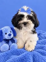 Sam , a male Shih Tzu and Yorkshire Terrier for sale in Enid, MS – 3 of 7