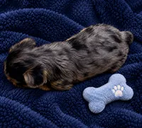 Amy, a female Yorkshire Terrier for sale in Enid, MS – 8 of 8