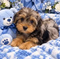 Teddy, a male Yorkshire Terrier for sale in Enid, MS – 1 of 5