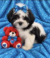 Sam , a male Shih Tzu and Yorkshire Terrier for sale in Enid, MS – 7 of 7
