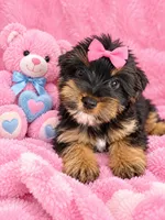 Roxie, a female Yorkshire Terrier for sale in Enid, MS – 2 of 6