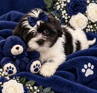 Nicky, a male Shih Tzu and Yorkshire Terrier for sale in Enid, MS – 5 of 5
