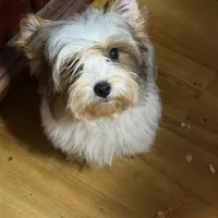 Spanky, a male Yorkshire Terrier for sale in Enid, MS – Photo 3 of 4