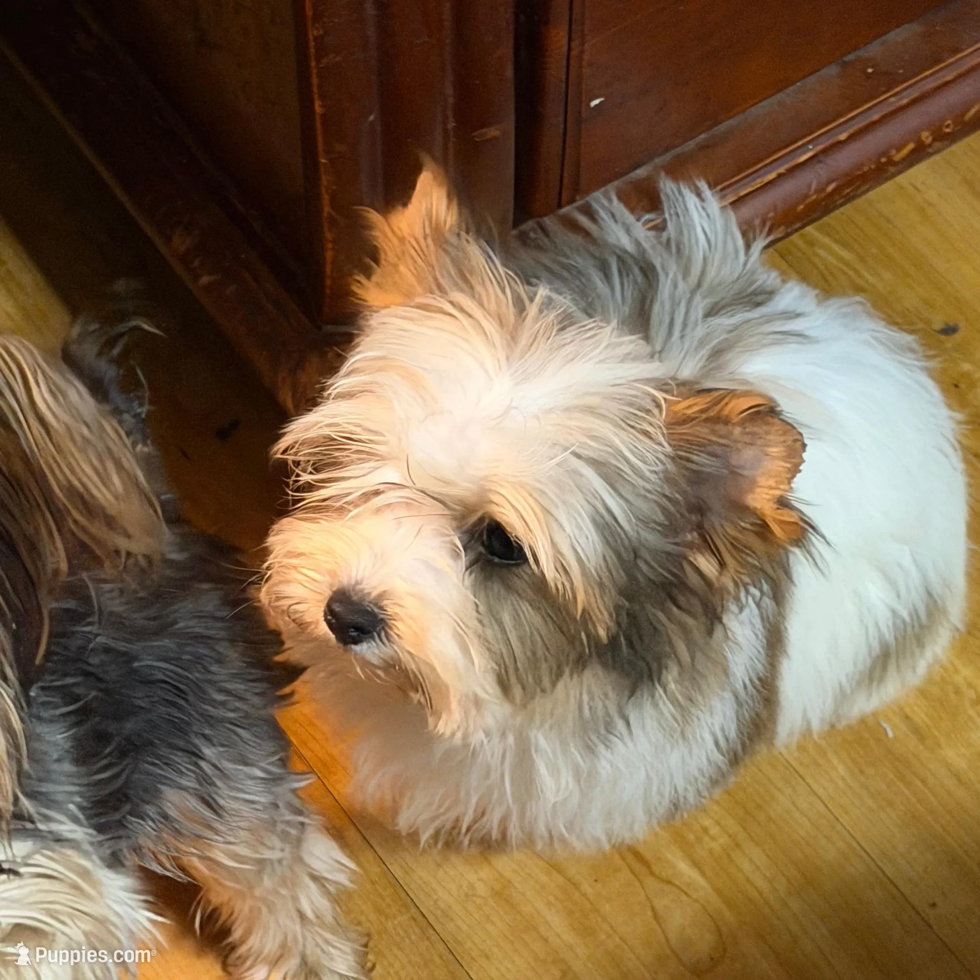 Spanky, a male Yorkshire Terrier for sale in Enid, MS – Photo 4 of 4