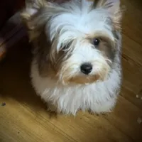 Spanky, a male Yorkshire Terrier for sale in Enid, MS – Photo 2 of 4