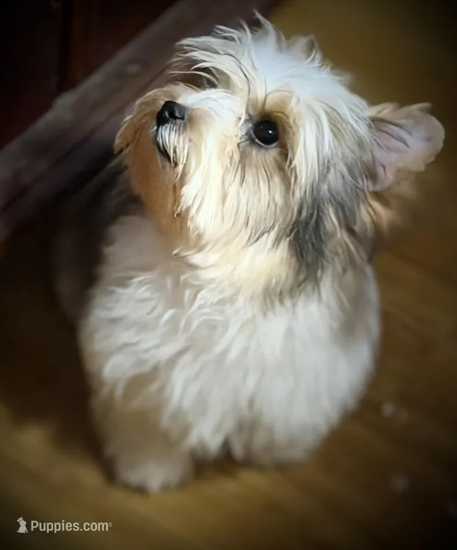 Spanky – Yorkshire Terrier puppy for sale in Enid, MS