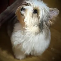 Spanky, a male Yorkshire Terrier for sale in Enid, MS – Photo 1 of 4