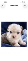 Bentley, a male Yorkshire Terrier for sale in Enid, MS – 4 of 7