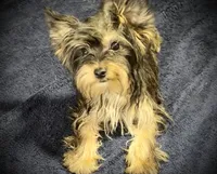 Ruby baby girl, a female Yorkshire Terrier for sale in Enid, MS – 2 of 7