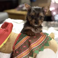 Ruby baby girl, a female Yorkshire Terrier for sale in Enid, MS – Photo 2 of 3