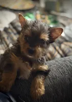 Ruby baby girl, a female Yorkshire Terrier for sale in Enid, MS – Photo 3 of 3