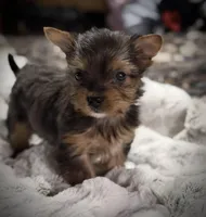 Ruby baby girl, a female Yorkshire Terrier for sale in Enid, MS – Photo 1 of 3