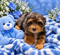 Teddy, a male Yorkshire Terrier for sale in Enid, MS – 3 of 5