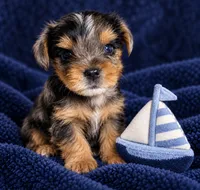 Amy, a female Yorkshire Terrier for sale in Enid, MS – 6 of 8