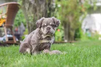 Laura, a female French Bulldog for sale in Walnut Creek, OH – 5 of 7