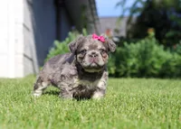 Laura, a female French Bulldog for sale in Walnut Creek, OH – 5 of 6