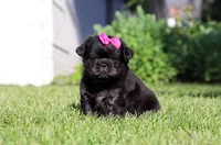 Amy, a female French Bulldog for sale in Walnut Creek, OH – 3 of 6